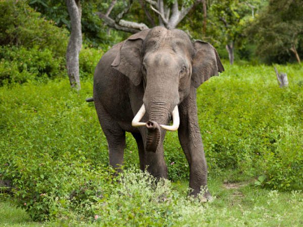 Bangalore Mysore Nagarhole Tour