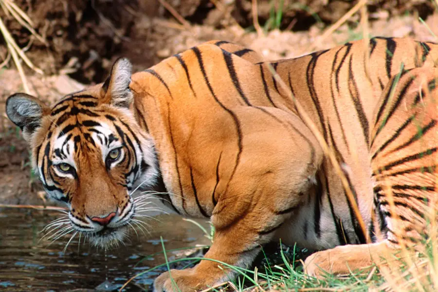 Private Golden Triangle with Ranthambore Tigers